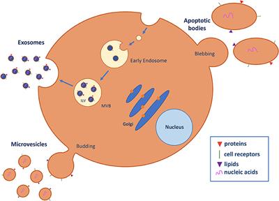 Circulating Extracellular Vesicles in Gynecological Tumors: Realities and Challenges